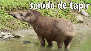 sonido de tapir