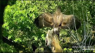 Decorah Eagles~D35 Accidental Fledge-Beautiful First Intentional Flight Captured Off Nest_6.21.20