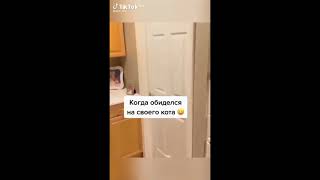 🤭🤭 #Shortscats #Cat #Ржачныевидео #Tiktok