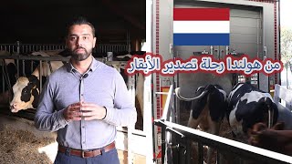 أبقار هولشتاين (رحلة تصدير الأبقار من هولندا وإلى بلدان العالم / exporting cows from the Netherlands