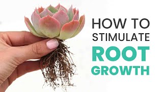 SUCCULENT CARE TIPS | HOW TO STIMULATE ROOT GROWTH IN SUCCULENTS