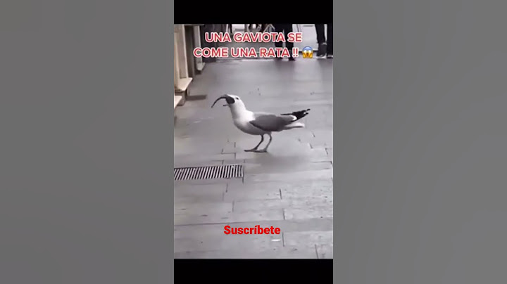 UNA GAVIOTA SE COME UNA RATA