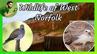 Turtle Doves, Fulmars and Shipwrecks - The Wildlife of West Norfolk