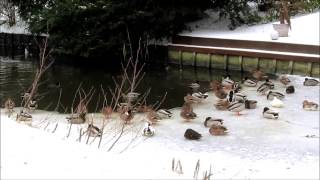 Musa Eroğlu - Mihriban (Hq)