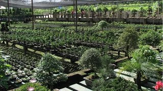 Curso Como Montar Um Viveiro De Plantas Ornamentais Curso Como Montar Um Viveiro De Plantas Ornamentais