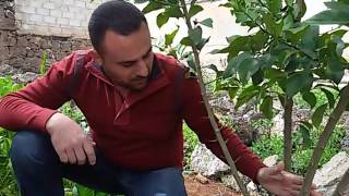 تطعيم اربعة انواع  من الحمضيات على الليمون م.خلدون الغزالي citrus grafting