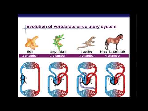 Circulatory Systems Part 1