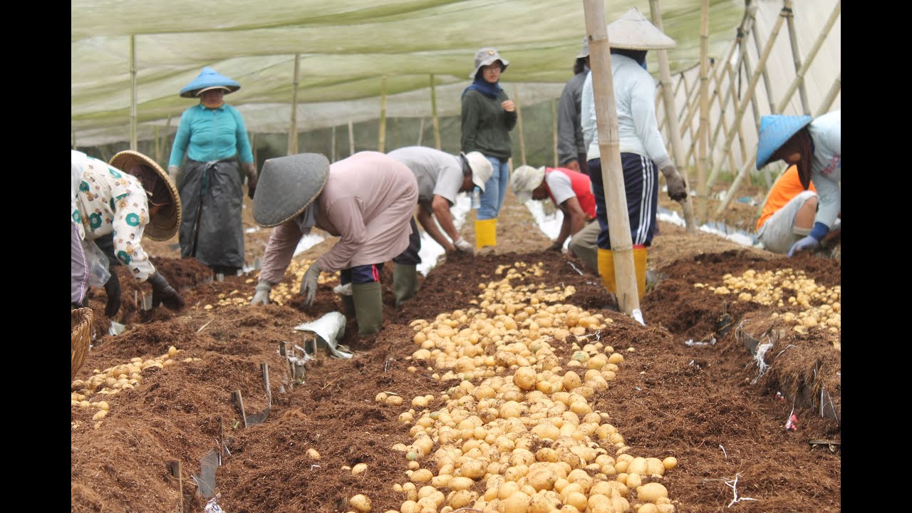 Panen Bibit Kentang Granola L kelas G0 di Penangkar HasanNurdin