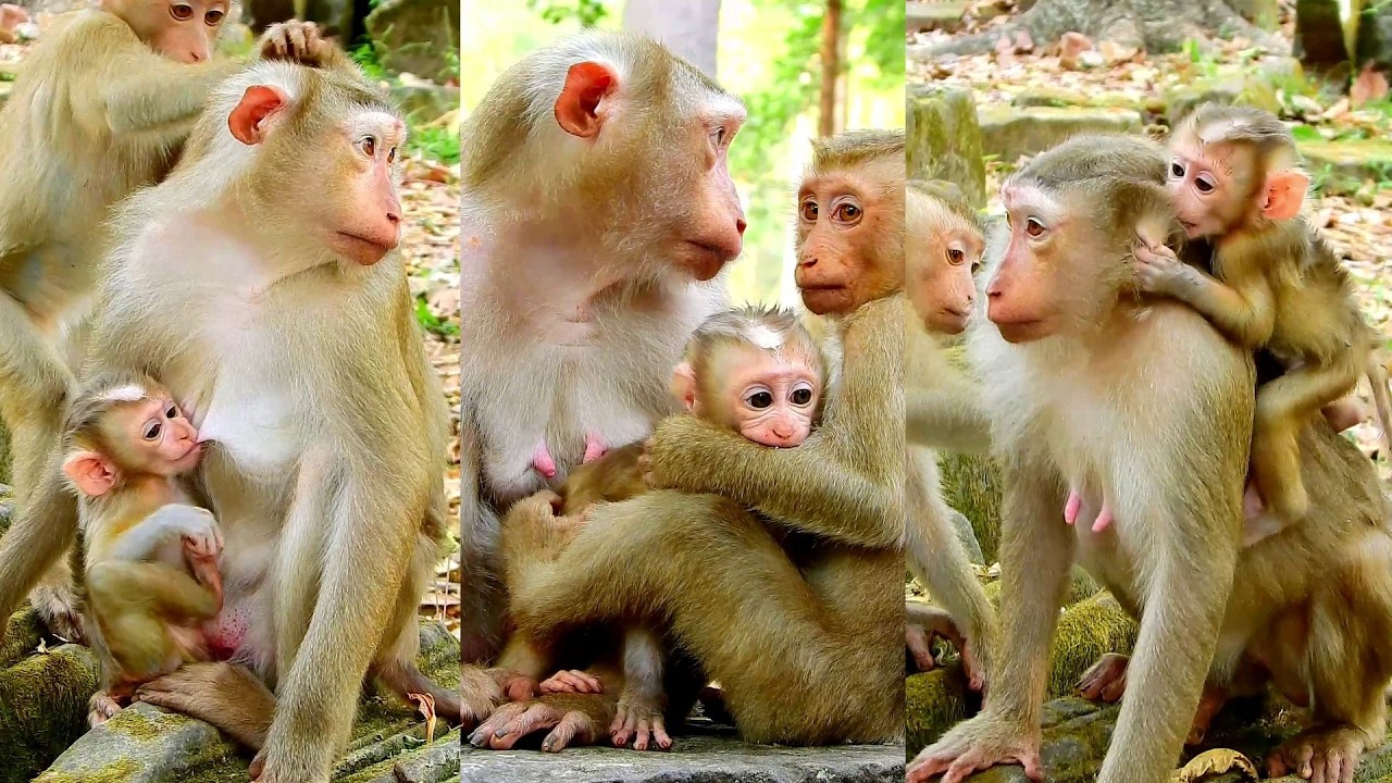 Adorable Lucan likes joking with mum and sister after he feels stuffed.