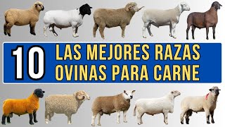 10 mejores razas ovinas para carne del mundo.