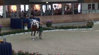 EM Vaulting  - Tech Marina - Ermelo 2019