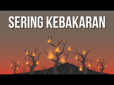 Video: Mengapa terdapat kebakaran di dalam hutan