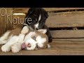 Cutest Puppies Playing Compilation 2017