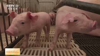 [中国三农报道]山东 成本下降 管理水平提升 生猪养殖保持盈利 | 农业致富经 Agriculture And Farming