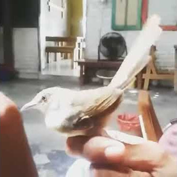 Keprek di pegang pake tangan masih nembak ngebren