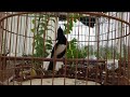 Hót Đấu Kích Trống Căng Lửa || Luyện Giọng Chòe Than || Kacer