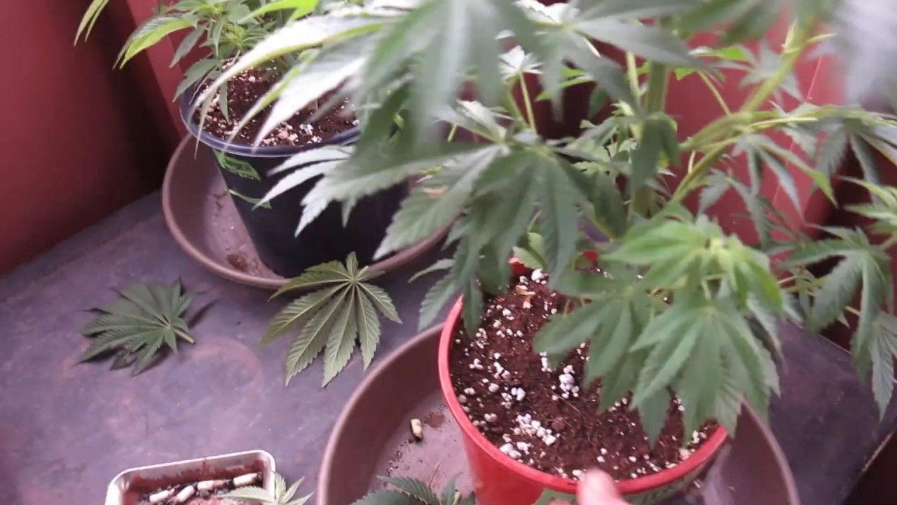 HOW TO PRUNE CANNABIS THE SPIRAL TECHNIQUE YouTube