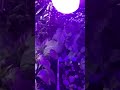 My hidden garden!