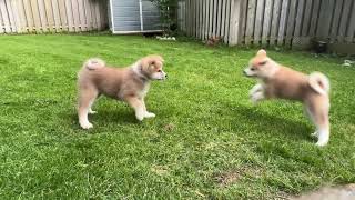 Our Pure Breed Japanese Akita 1st time outdoor activity