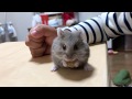 ハムスターすの赤ちゃん、シナモンドワーフのシナモンちゃん、ほっぺパンパン(*≧艸≦)(お迎え7日目)