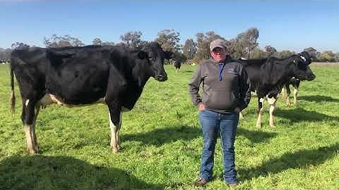 Jefo Solutions for Dairy Cows - Australia