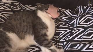 Cats vs Ham! (A Compilation)