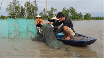 1727 / Thăm dớn mùa nước nổi tép đồng trộn gỏi bông điên điển