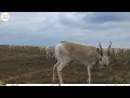 Приоткрывая заповедные двери... На сайгачьей тропе