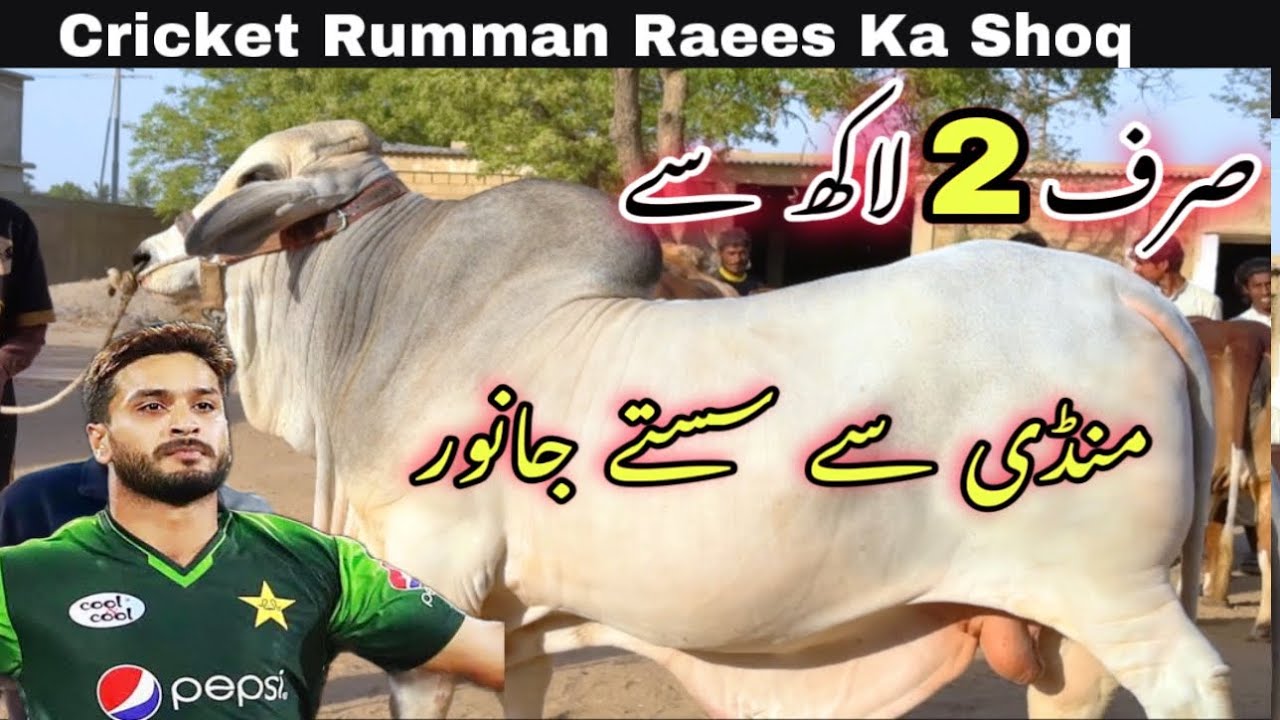 Cricketer Rumman Raees Ka Shoq 😍 | Qurbani 2025 Ki Sale Laga Di ❤️ || Har Range ka Janwer ❤️
