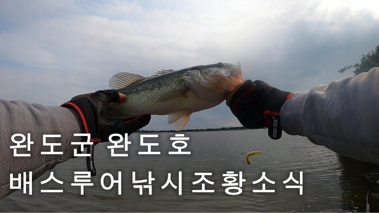 완도군 완도호 배스 루어낚시 조황 소식 bass fishing