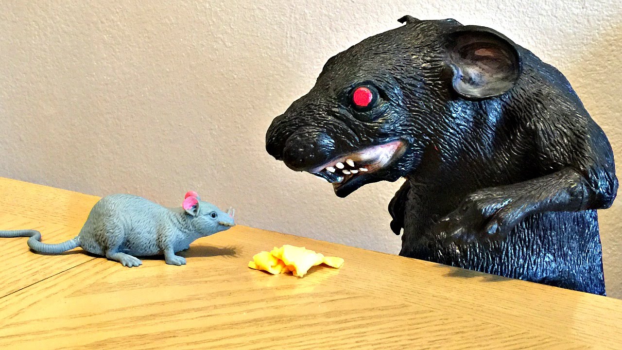 Huge Rat and Mouse Attack Toddler! Rodent Kids Toys YouTube