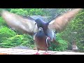 Pigeon Mating Fail Compilation--incl. Rainbow Lorikeet