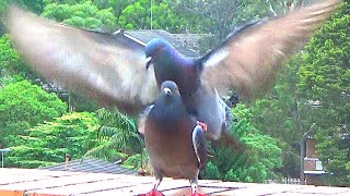 Pigeon Mating Fail Compilation--incl. Rainbow Lorikeet