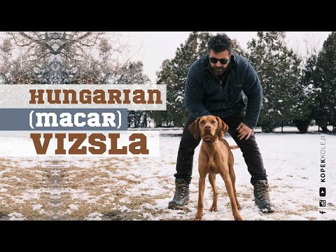 Video: Trendy Yeni Köpek Çeşitleri Vizslas Go Fındık İçin