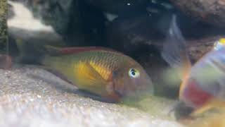 T. Red Rainbow Spawning