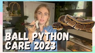 Ball Python Care For Beginners, Ball Python 101
