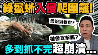 Green Iguana in Taiwan, as an invasive species