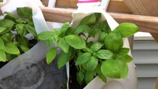 Basil Varieties