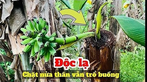 Kỳ lạ cây chuối chặt nửa thân vẫn trổ buồng