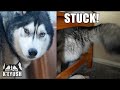 Giant Husky Gets Himself Stuck Under a Table!