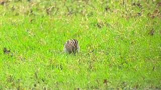 Watersnip Kleine Hooibeekvijver Maandag 13 04 2026 andrenuyens prinsenpark 