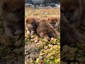 お兄ちゃんの間で挟まって寝たい妹ちゃん👧初めてのお外ですがリラックスして寝そうです💤笑A younger sister who wants to sleep between her old