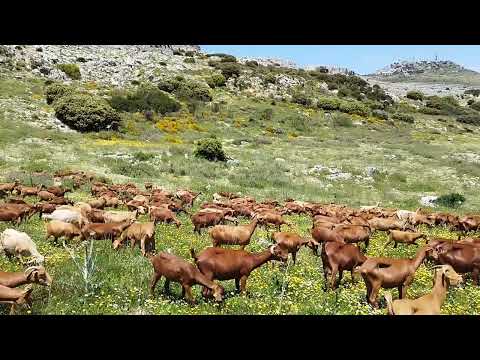 هجرة راعي الماعز إلى الجبال في ظروف صعبة وقاهرة بدون الكلبة لايكة يوم اسود