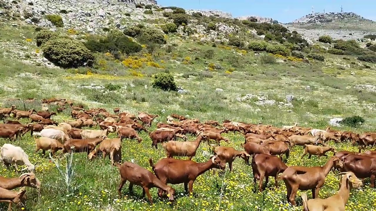 هجرة راعي الماعز إلى الجبال في ظروف صعبة وقاهرة  بدون الكلبة لايكة يوم اسود