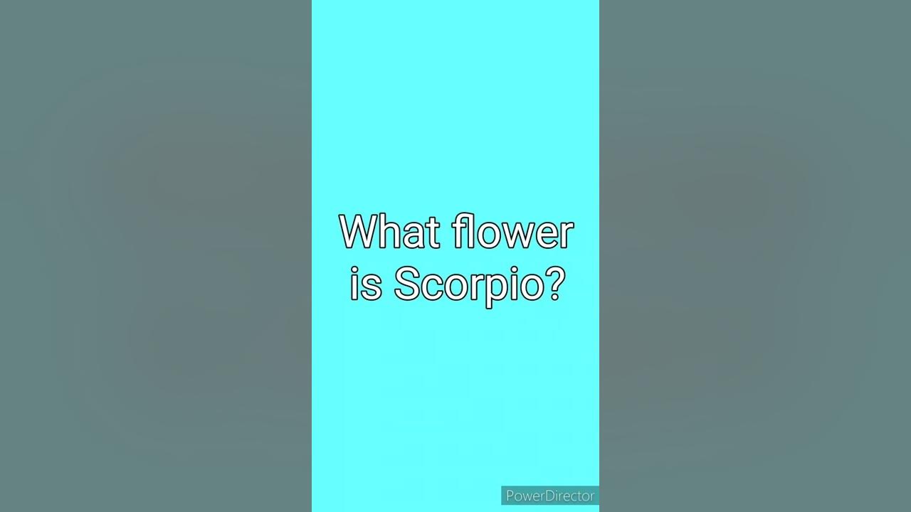♏ What flower is Scorpio? YouTube