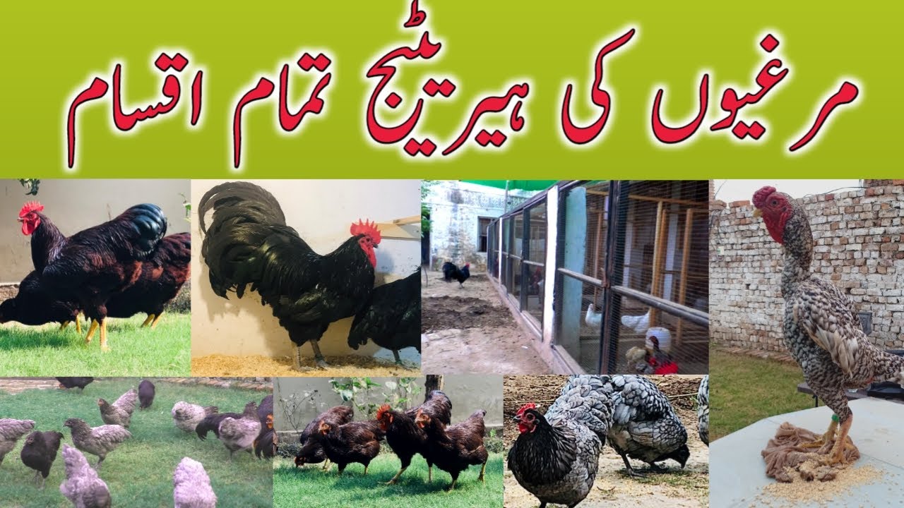 visiting heritage breeds fancy hen farm in lahore|Autralorp|RIR|Playmouth|Light sussex|