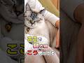 実はこう思ってた!寝場所で分かる猫の気持ち5選 #猫雑学 #ねこたんの解説 #猫
