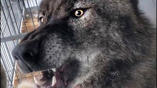Умный канадский волк открывает перегонку. Интеллектуально умное животное. Самый крупный волк в мире.