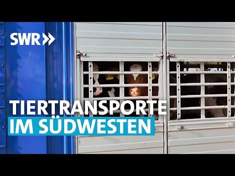 Kälbertransporte | Zur Sache! Baden-Württemberg