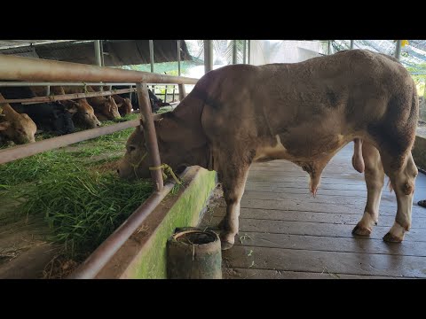 Video Giá Bò Ngày 25-10.Đực F2 víp 3 con Lỡ 49tr. lh. - youtube